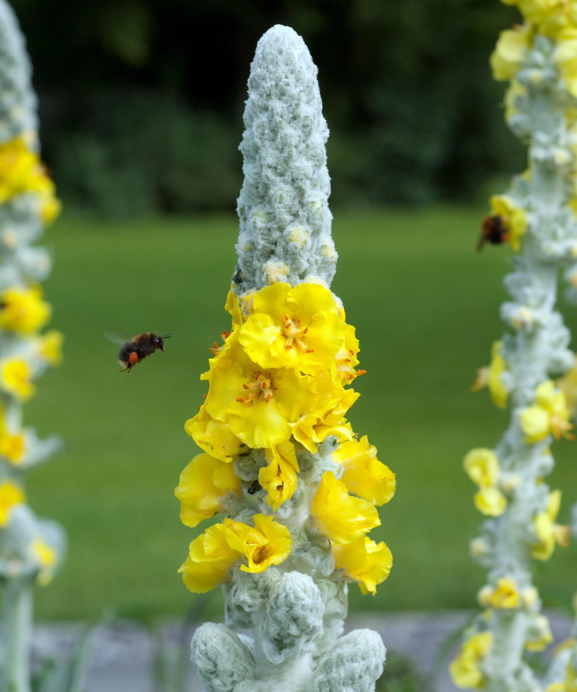 Verbascum bombyciferum