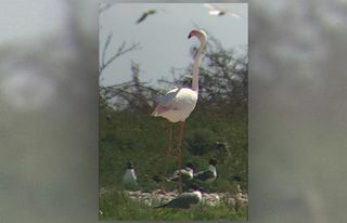 African flamingo on the run in Texas