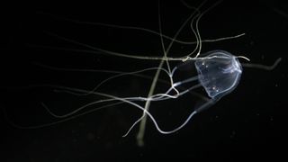 Australian box jellyfish.
