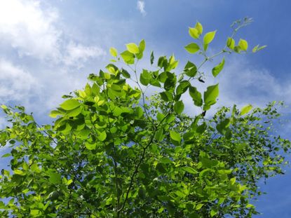 Indian Rosewood Trees