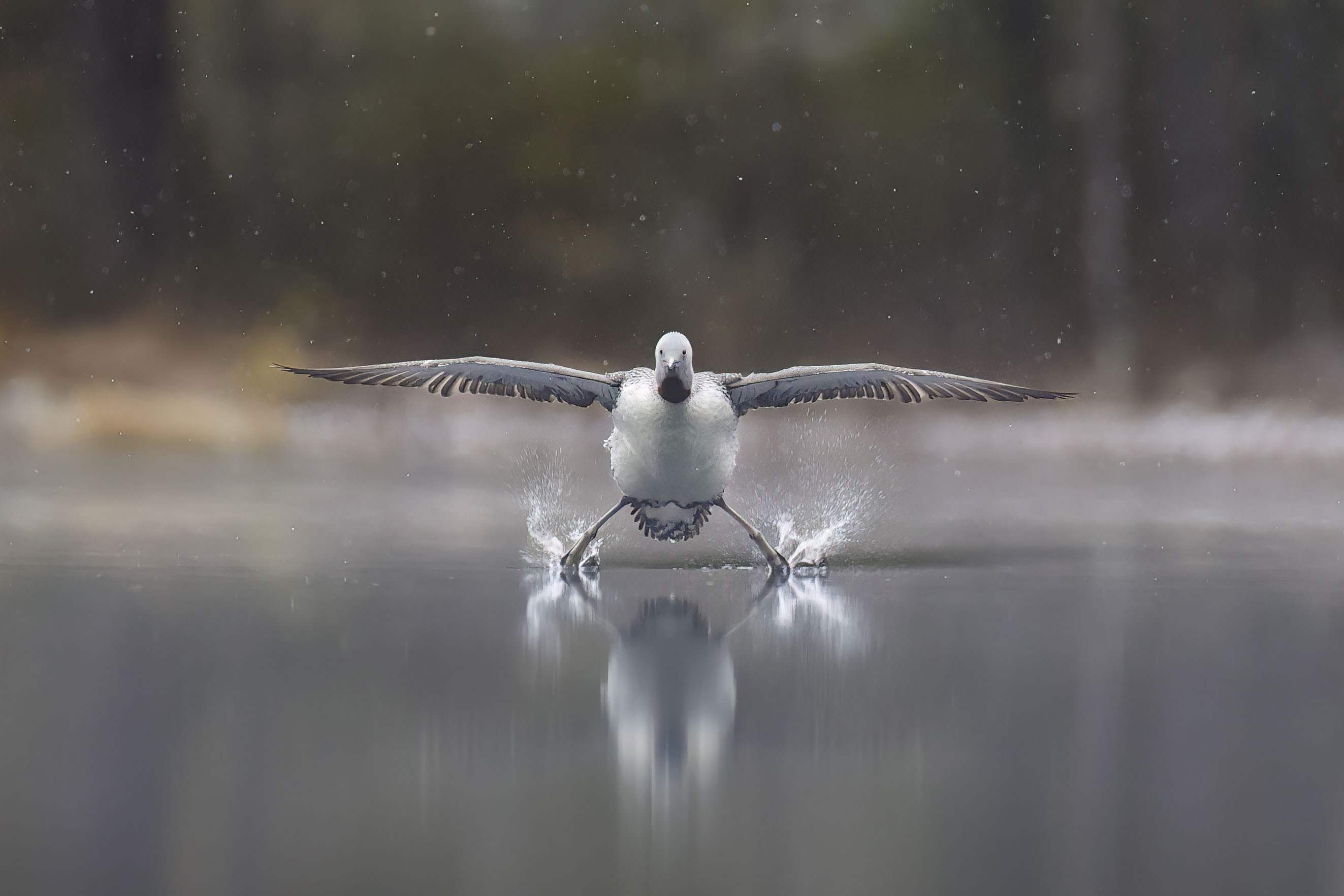 Red-throated Loon landing like a Floatplane