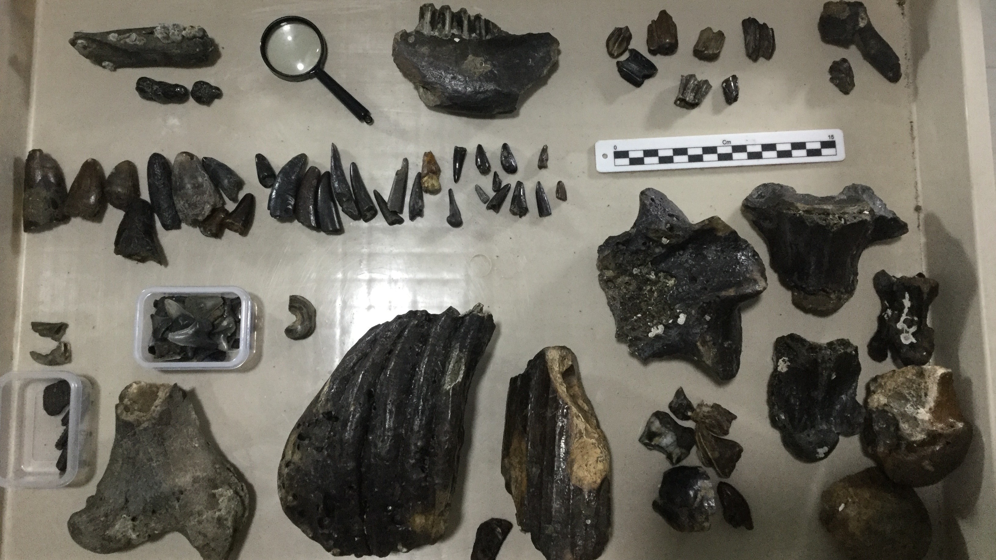 A photograph of a tray of fossils collected from the Madura Strait site.