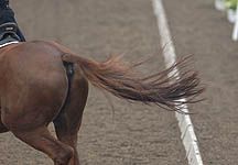 Dressage_tail.jpg