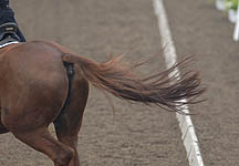 Dressage_tail.jpg