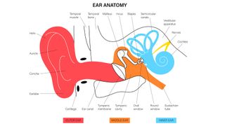 Anatomical diagram of the human ear structure. From left to right: the outer ear, from top to bottom, consisting of the helix, auricle, concha, and earlobe; middle ear which contains 3 bones (malleus, incus, and strapes); and the inner ear which consists of the semicircular canals and the cochlea.