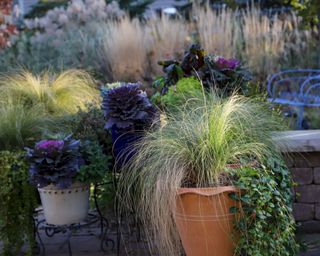 ornamental cabbages and grasses planted in containers