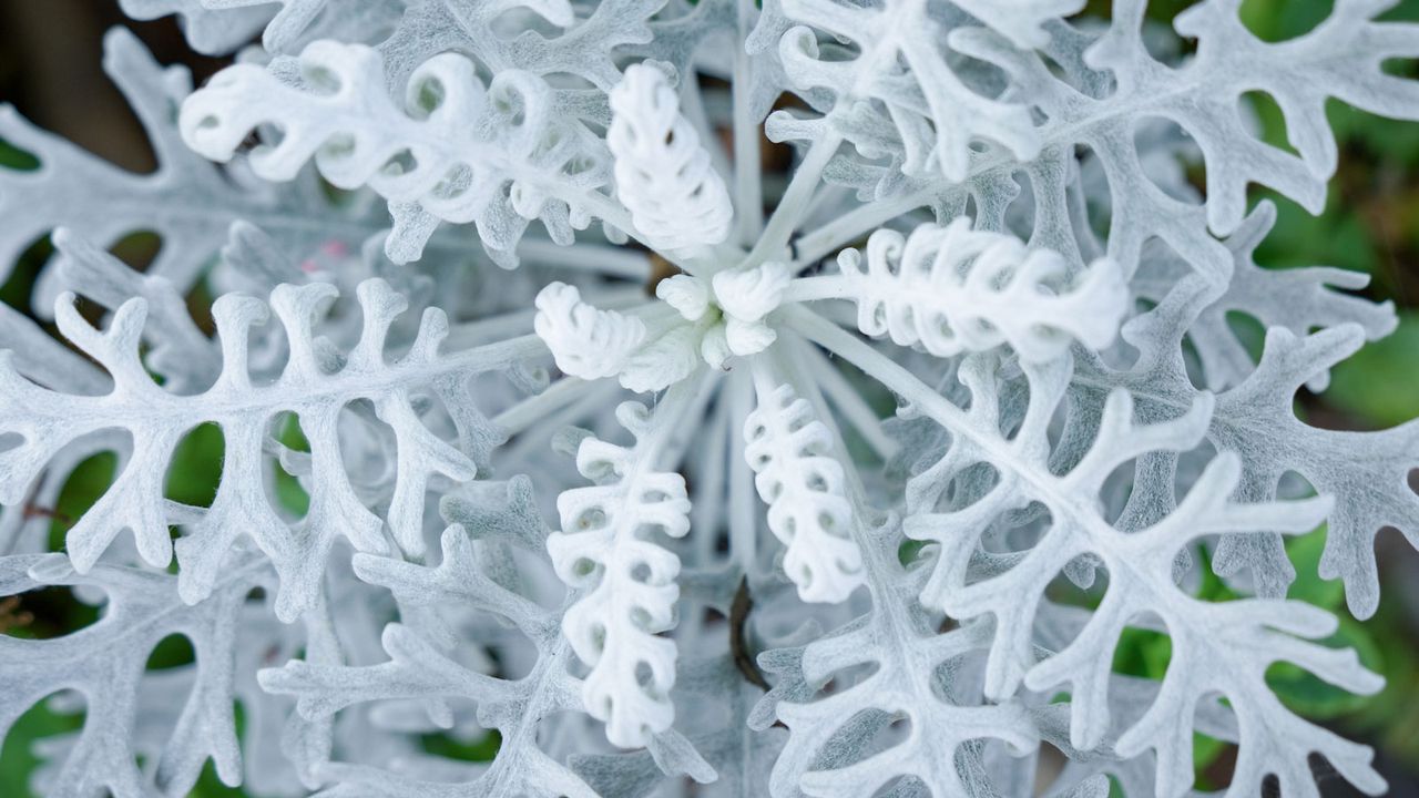 futuristic plants silver dusty miller growing in mixed border