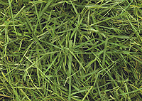 ReadiGrass