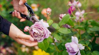 deadheading a rose