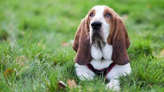 Basset Hound