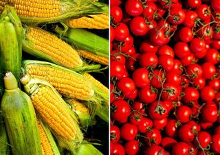 Corn (L) & (R) Tomatoes