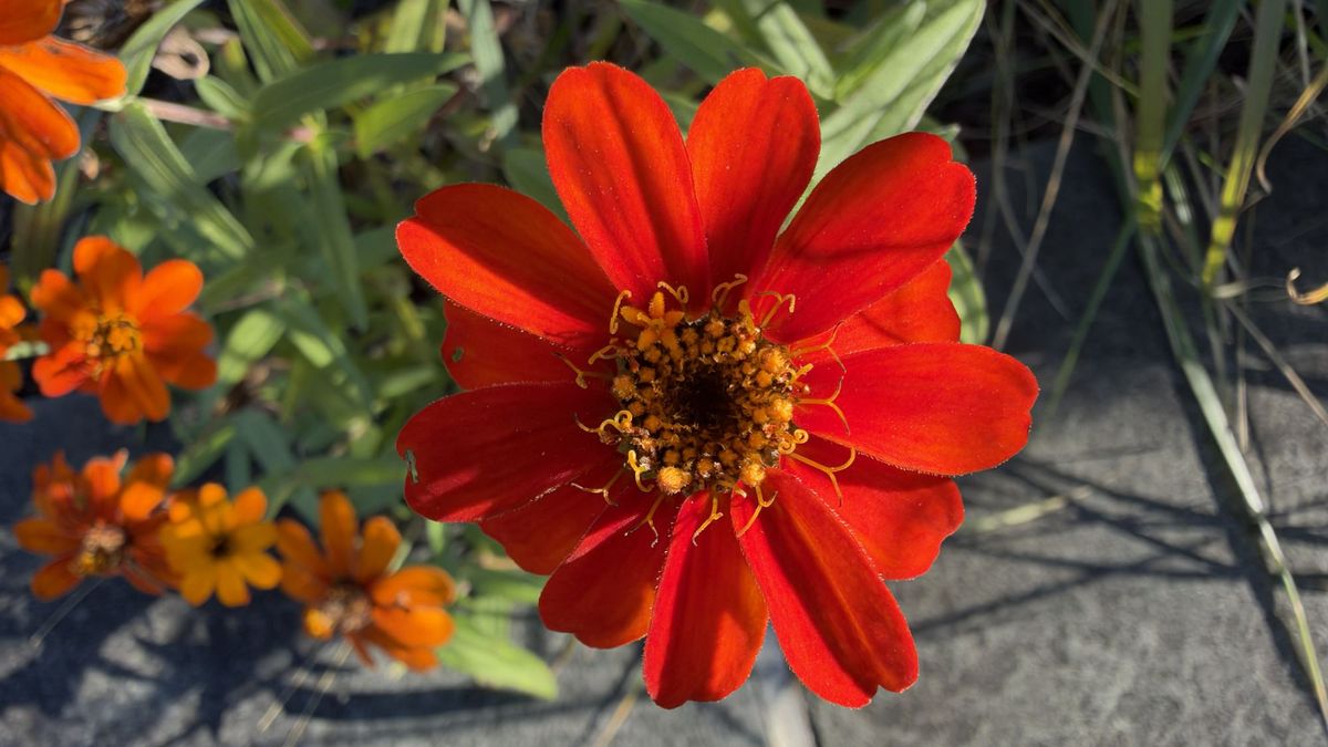 Apple iPhone 18 Pro Max camera sample.