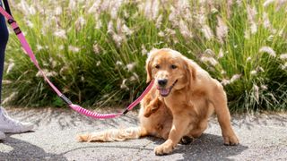 Dog scratching due to skin allergies in dogs