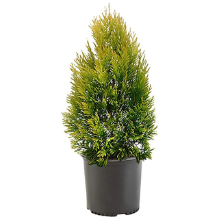 A goldy arborvitae plant