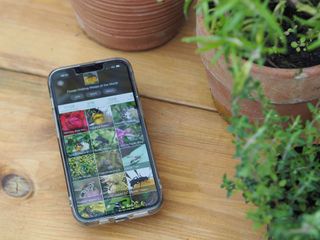a plant identifier app displaying pests