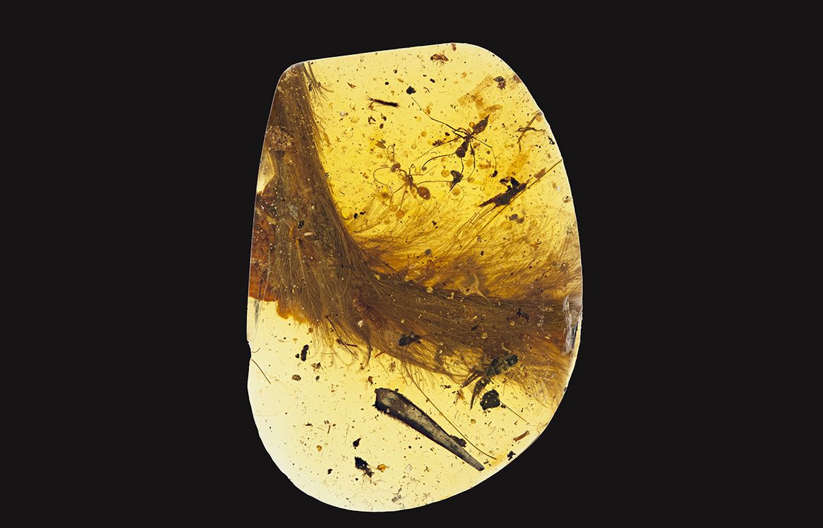 dinosaur tail trapped in amber