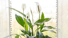 Flowering potted peace lily in window with lace curtains