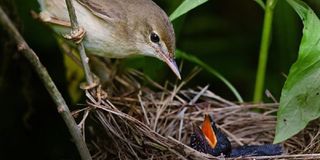 Cuckoo Chick in Nest