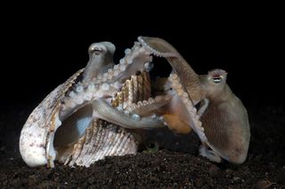 Two tiny octopus fighting over a seashell.