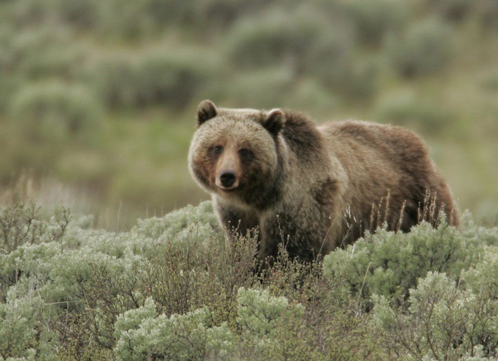 grizzly bear posing in the wilderness