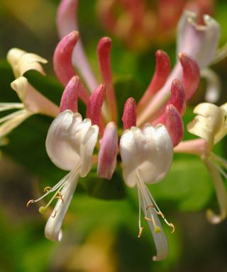 'The Early Dutch' honeysuckle flower