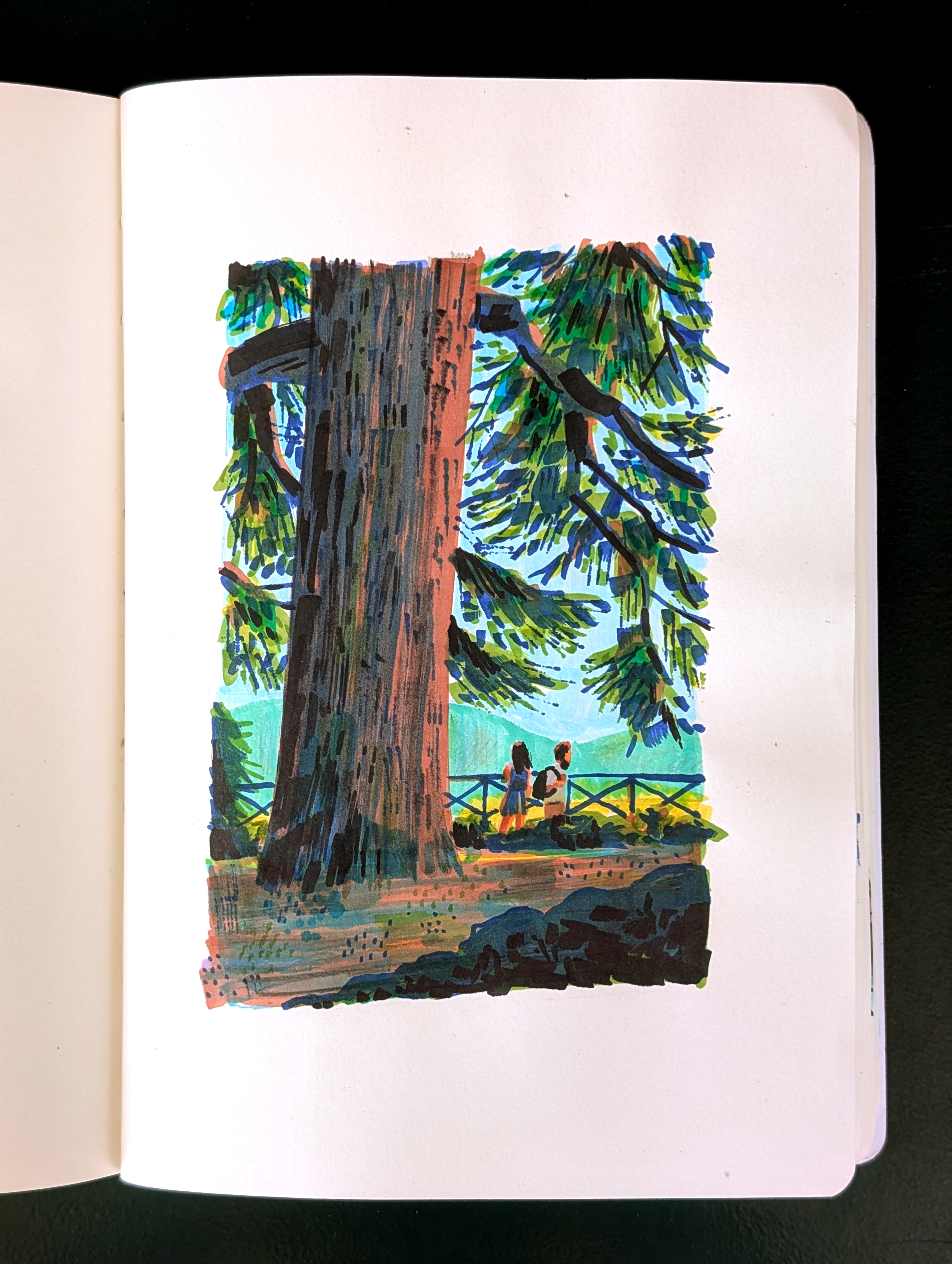 Artist sketchbook; a painting sketch of a large redwood tree