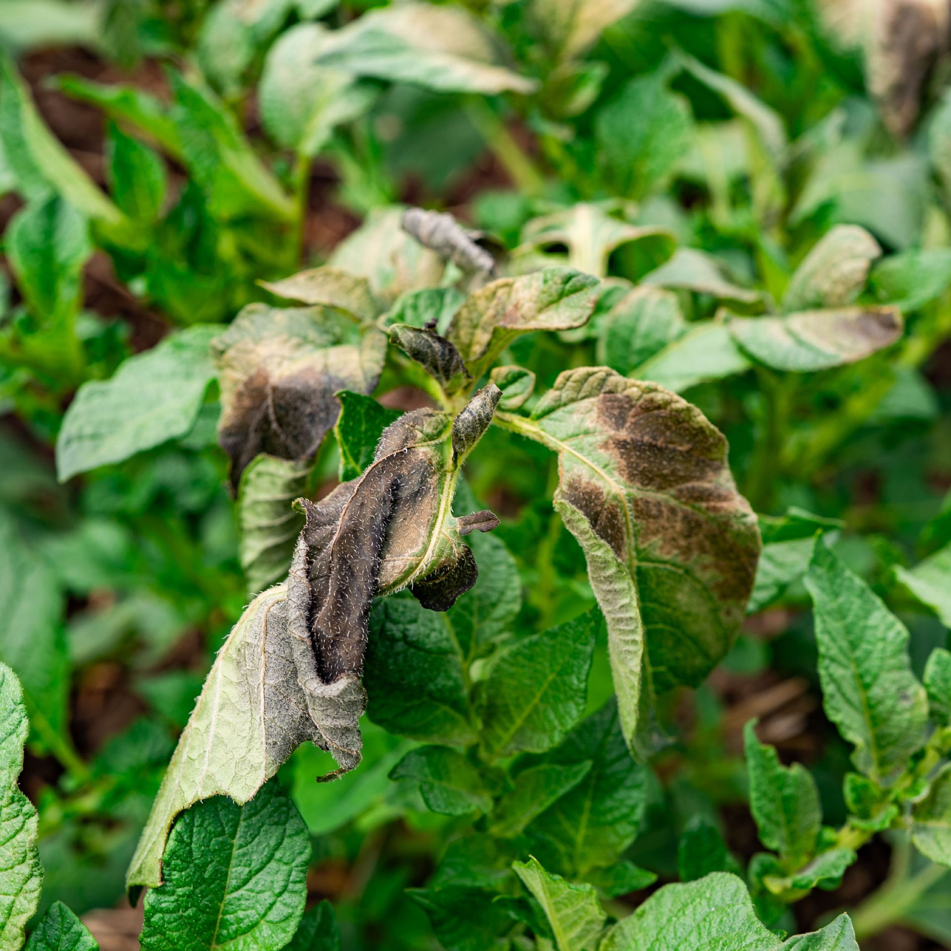 diseased potato plants