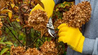 Someone deadheading hydrangea flowers with pruning shears while wearing gardening gloves