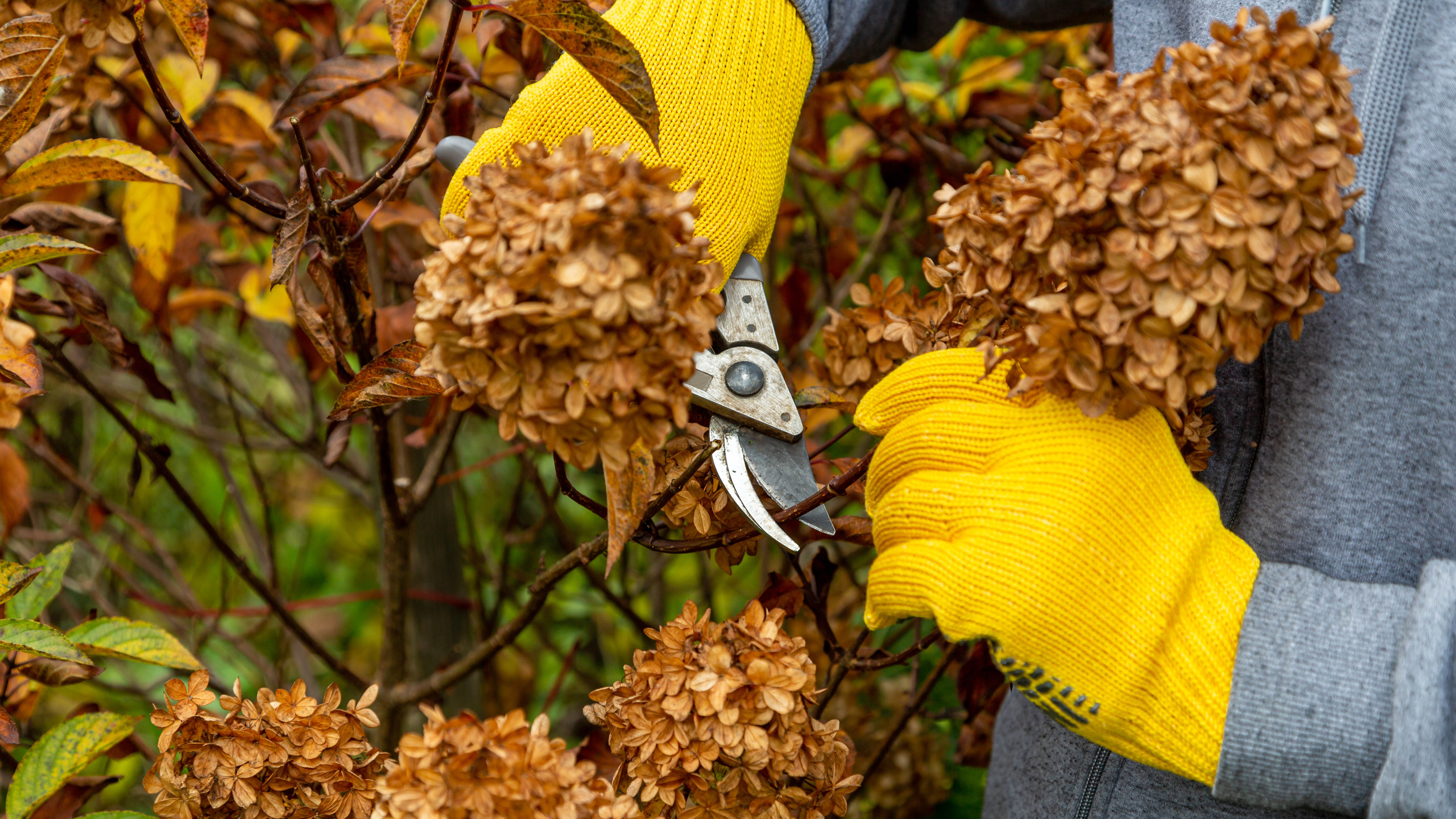 Someone wearing gardening gloves deadens hydrangea flowers with pruning shears