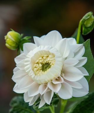 Daffodahlia bloom close-up