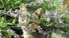 Lavanda and young cat