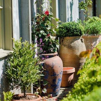 Garden with potted plants