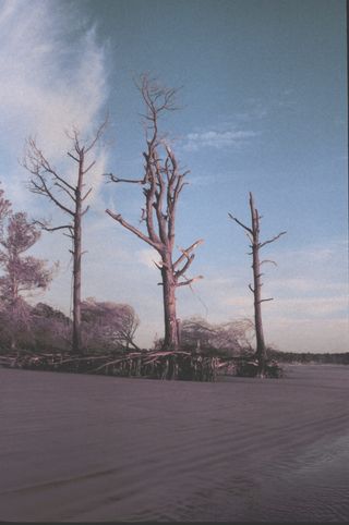 Trees face erosion on Sapelo Island, Georgia