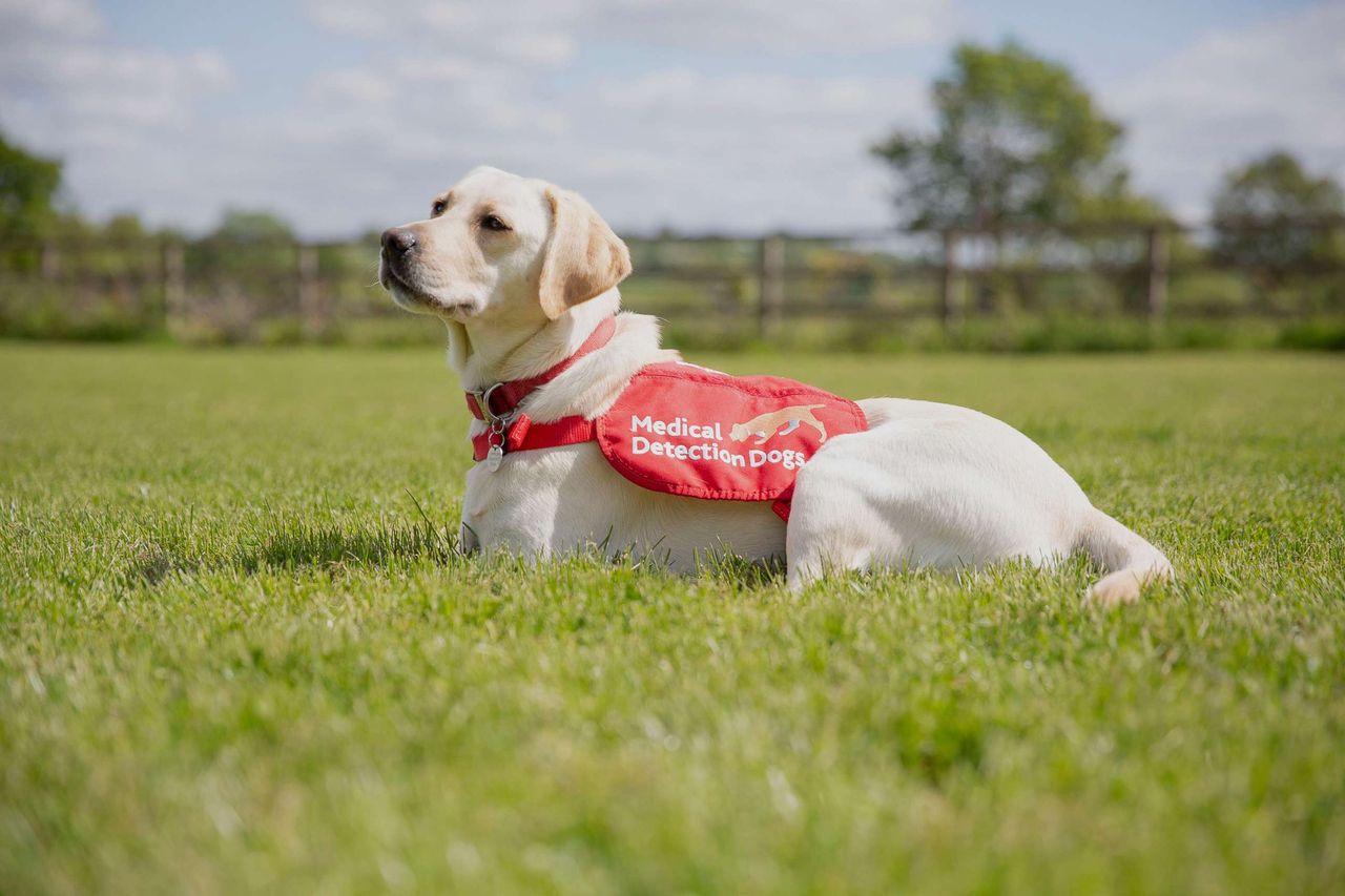 A yellow Labrador in a red &lsquo;Medical Detection Dogs&rsquo; vest lies alert on a grassy field under a bright sky.