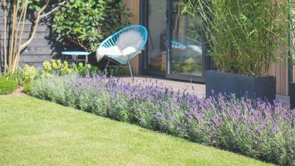 Flowering lavender shrubs growing in full sun next to lawn in garden