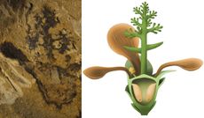 The fossil of the world's oldest flowering plant (left) with an illustration of what it might have looked like some 174 million years ago (right).