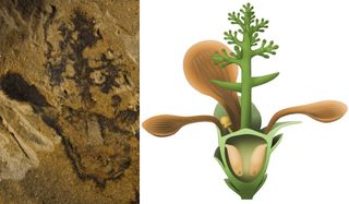 The fossil of the world's oldest flowering plant (left) with an illustration of what it might have looked like some 174 million years ago (right).