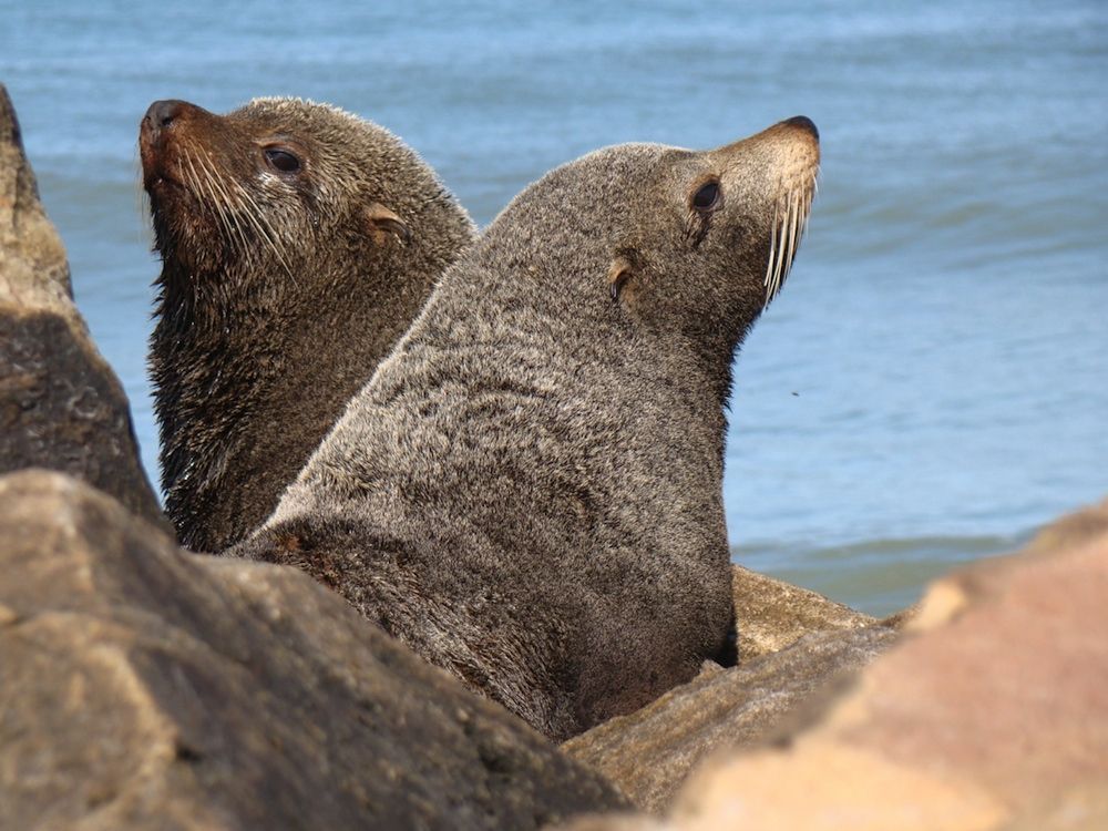 South American Fur Seal