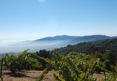 USA, California, Ridge Vineyards Monte Bello