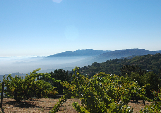 USA, California, Ridge Vineyards Monte Bello