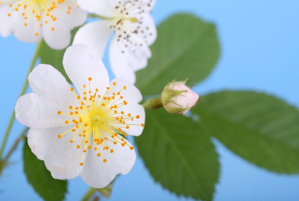 侵入植物とは何か：庭に外来植物を植えるべきではない理由