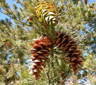 A pine tree