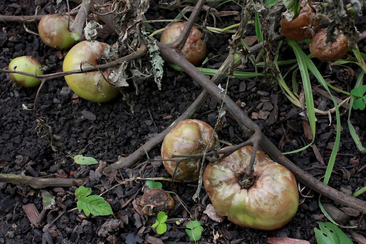 Rotted Vegetable Plant