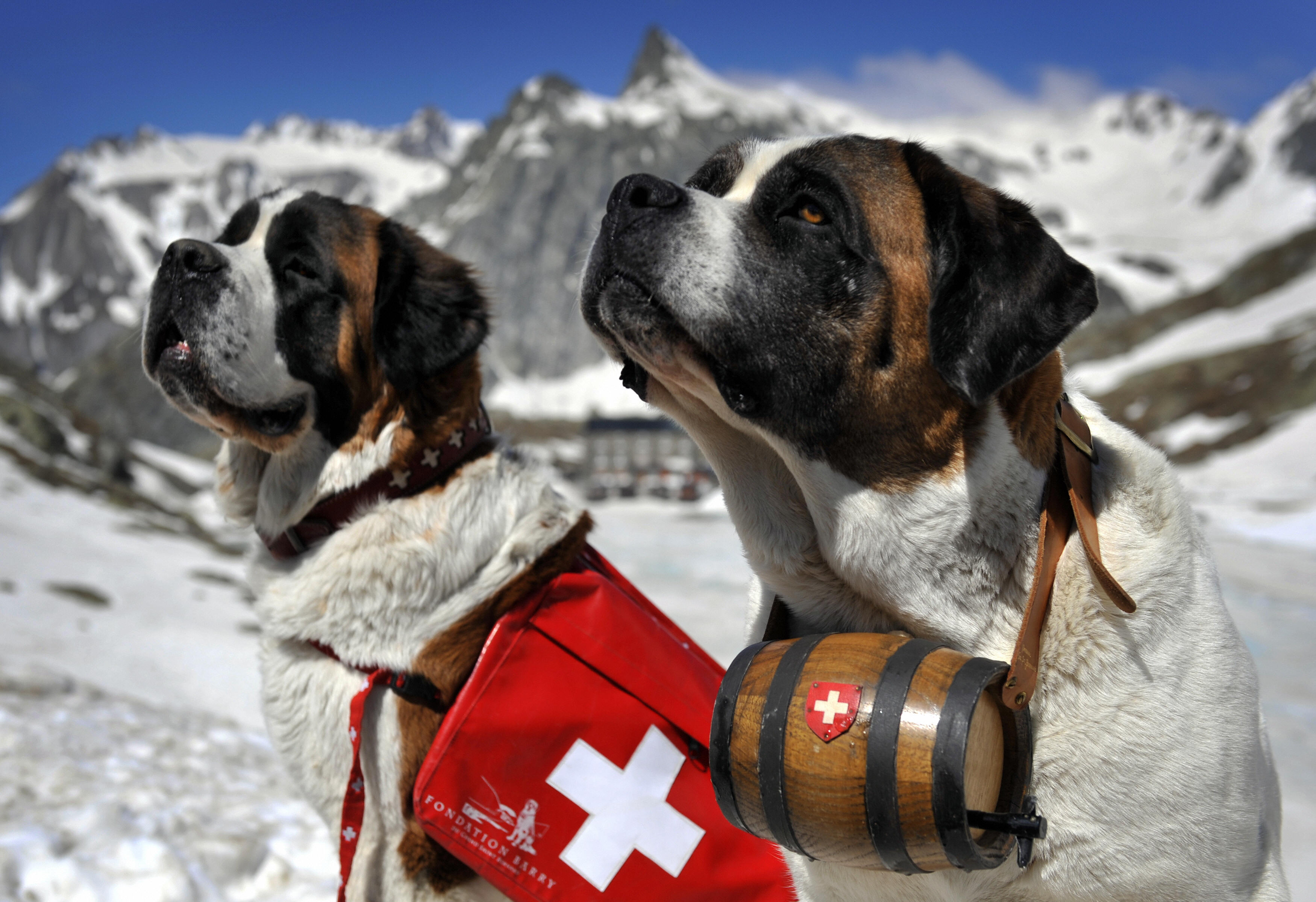 Two adult St Bernards sit in a snowy mountain pass, one wearing a red rescue pack and the other a small wooden barrel around its neck.