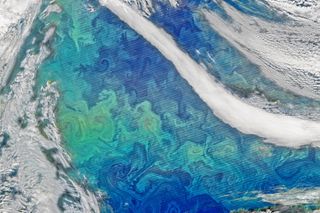 A satellite image of a phytoplankton bloom.