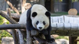 Bao Li, the male panda, lays on a wooden structure in his habitat