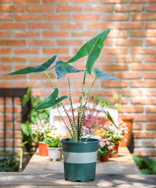 Alocasia outdoors