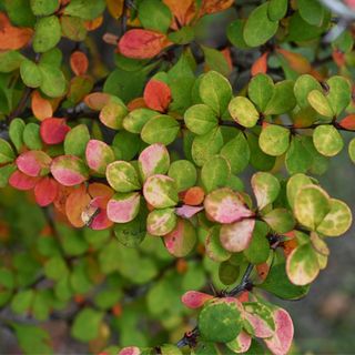 Green berberis leaves turning yellow and red in autumn