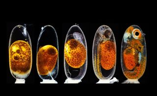 Embryonic development of a clownfish (Amphiprion percula) on days 1, 3 (morning and evening), 5, and 9