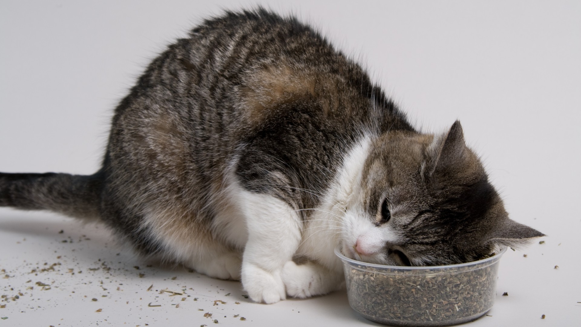 Tabby cat rolling their face in dried catnip